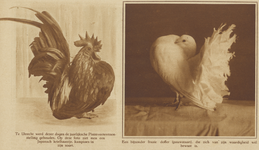 872367 Collage van 2 foto's betreffende de 32e internationale pluimvee- en konijnententoonstelling Ornithophilia, ...
